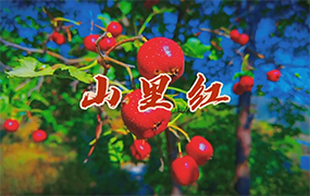 郝志明演唱《山里紅》（作詞：劉福君 作曲：李翔宇）